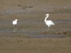 Little Egret at Wakering Stairs (Steve Arlow) (38871 bytes) Little Egret at Wakering Stairs (Steve Arlow) (38871 bytes)